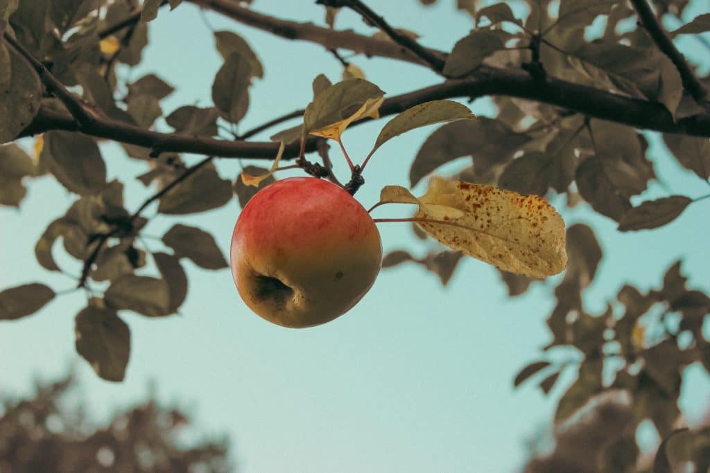 Saftigt äpple på en gren, symboliserar välmående träd efter professionell trädbeskärning.