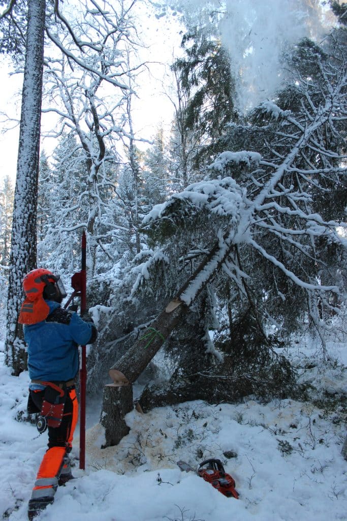 Trädfällning i Hallstavik. Proffs som utför säker och prisvärd trädfällning.