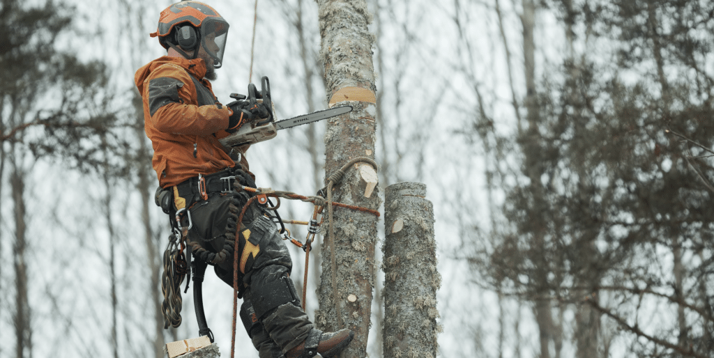 En arborist från Djupeskog Trädfällning utför trädbeskärning i Norrtälje, där kunden nyttjar 50% RUT-avdrag.