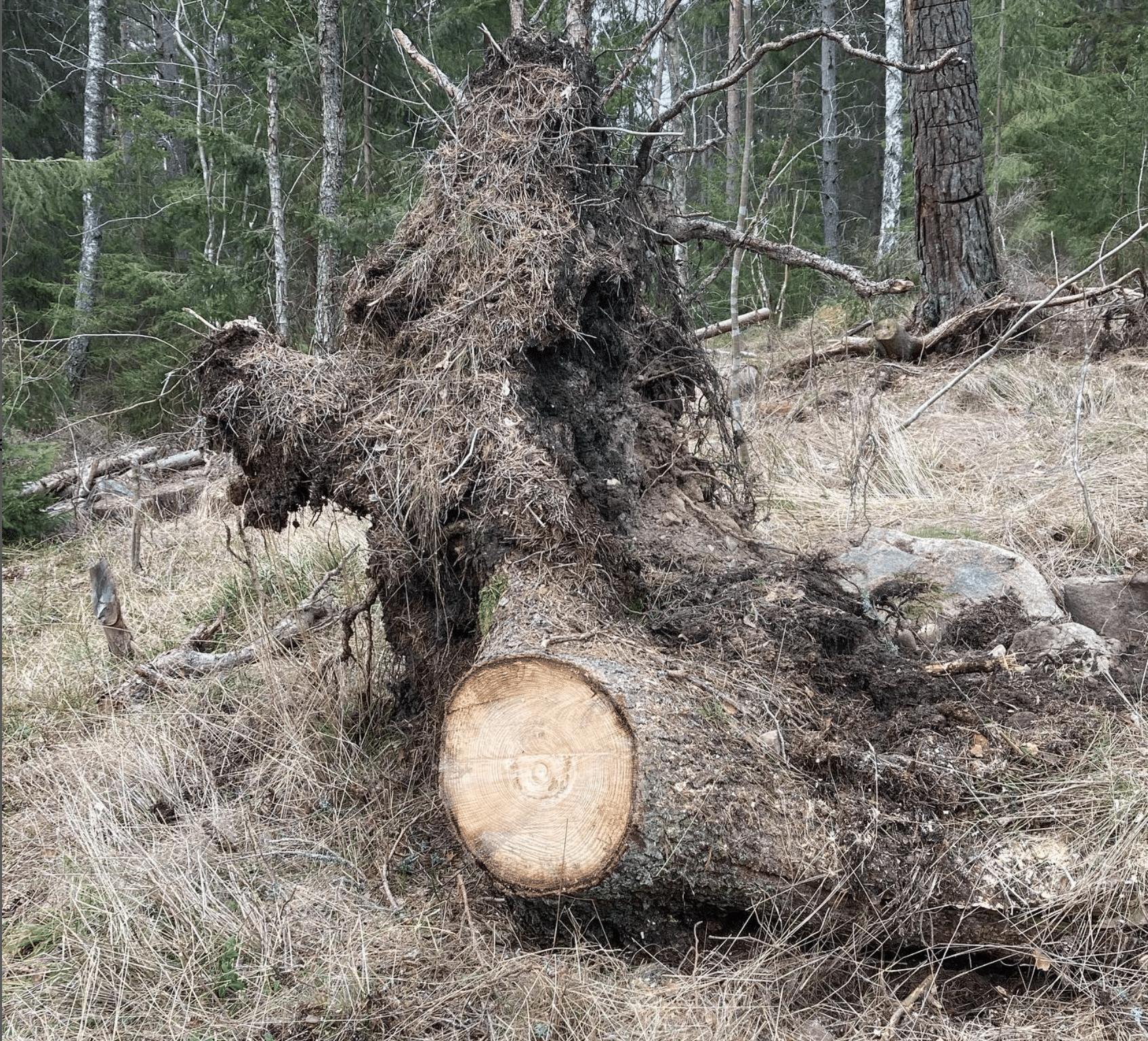 Djupeskog Trädfällning AB Motorsågakademi, lär dig avancerad trädfällning.