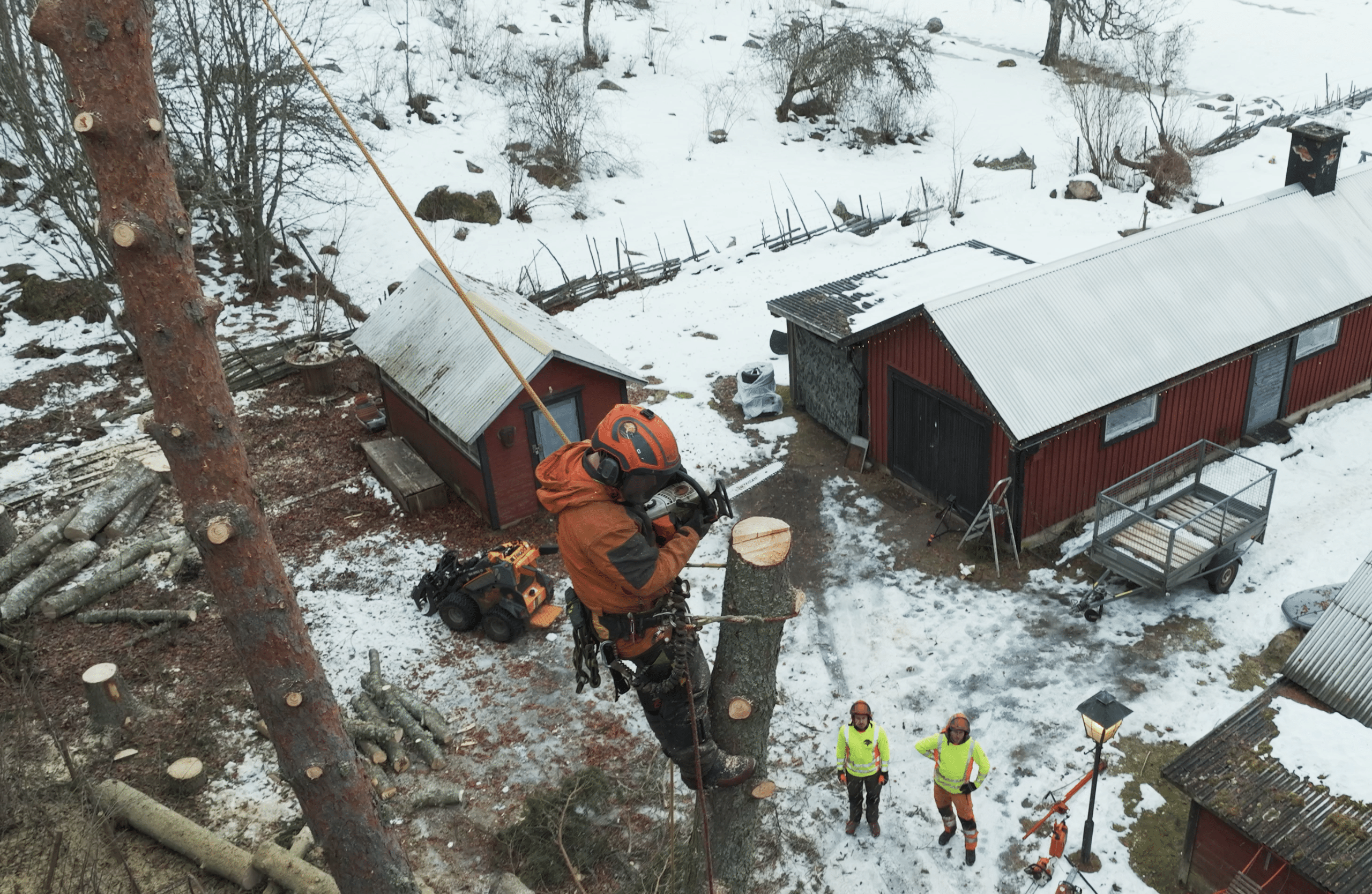 Klättrande trädfällare utför arbete i ett träd. Många kunder undrar vad trädfällning kostar.