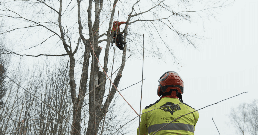 Djupeskog Trädfällning – Grundläggande trädfällning och säkerhetsplanering