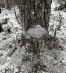 Djupeskog Trädfällning AB Motorsågakademi, få kunskap om verktyg och trädfällning.