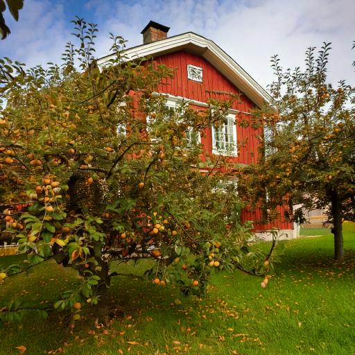 Ett äppelträd som bär rikligt med frukt tack vare en väl utförd beskärning.