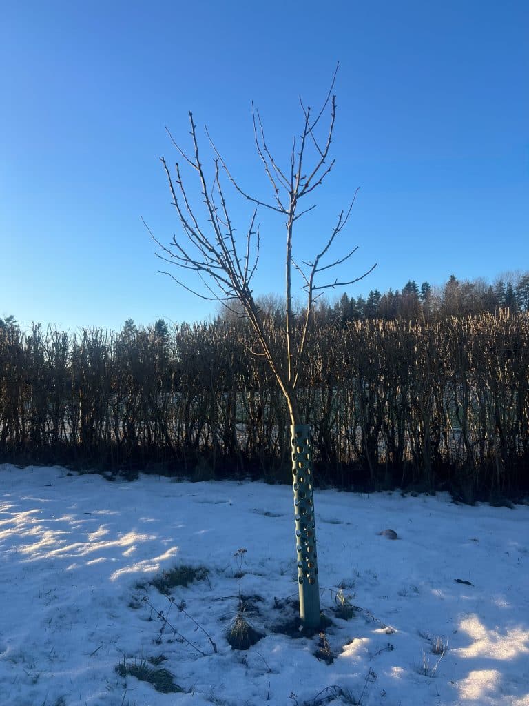 Uppbyggnadsbeskärning av fruktträd Norrtälje