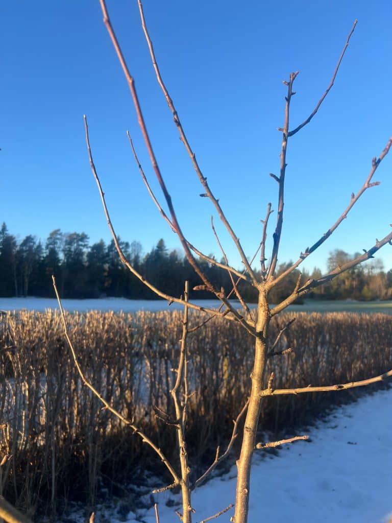 Uppbyggnadsbeskärning av ett ungt äppelträd.