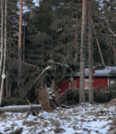 Stormfällda träd ligger över taket på en byggnad hos en kund i Norrtälje efter kraftig blåst.