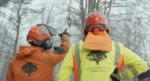Arborist från Djupeskog Trädfällning i Norrtälje utför trädfällning i trädgård, med professionell utrustning för säker beskärning och stubbfräsning.