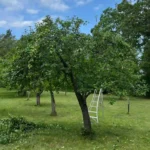 beskära fruktträd efter djupeskog