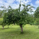 beskära fruktträd före djupeskog