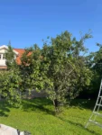 beskära plommonträd före djupeskog