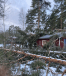 Stormfällning träd i Norrtälje – Djupeskog Trädfällning röjer efter storm