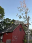 Säker trädfällning av stormfälld skog och träd med rätt kompetens-djupeskog