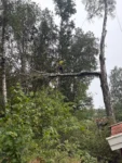 Trädfällning vid storm och hjälp med försäkringsärenden-djupeskog