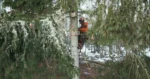Säker trädfällning utförd av certifierad arborist-djupeskog
