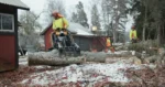 Trädfällning inom strandskydd med Djupeskog