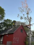 Hantering av stormfällda träd i Täby av en utbildad arborist