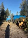 städning och bortforsling efter trädfällning och beskärning djupeskog