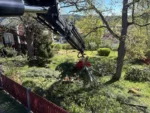 efter bortforsling av ris och grenar djupeskog