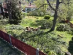 före bortforsling av ris och grenar djupeskog
