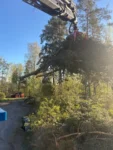 lastning av stockar och grenar för bortforsling djupeskog
