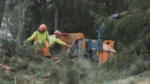 hög med träflis efter flisning av grenar djupeskog