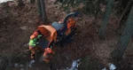 flisning efter beskärning och trädfällning djupeskog