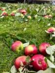 Arborist tar bort grenar från ett äldre äppelträd djupeskog