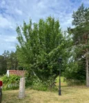 Äppelträd med tät krona före beskärning djupeskog