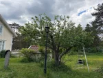 Fruktträd med full lövmassa under en torr sensommardag djupeskog