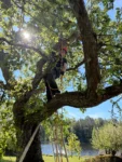 Arborist beskär ett fruktträd i en villaträdgård under sensommaren djupeskog