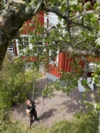 Person beskär ett lövträd med sekatör under sensommaren djupeskog