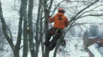 Arborist fäller ett träd vid rätt tidpunkt på året.