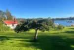 Ett träd som kan omfattas av strandskyddsbestämmelserna
