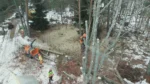 Arborister som arbetar efter val av lämplig åtgärd i trädgården.